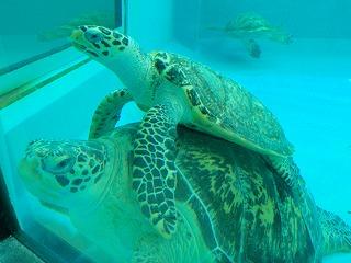 Kume-jima Sea Turtle Museum