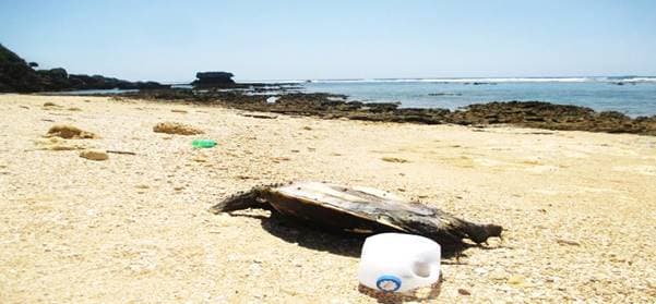 NPO法人　自然体験学校「白砂のビーチで学ぶ ～海洋ゴミとマイクロプラスチック～」
