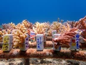 沖縄から自然環境を学ぶ！サンゴの不思議ツアー【SDGs×エシカル】